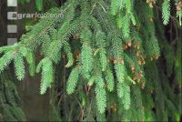 Scale insects 6