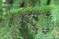 Scale insects 7
