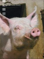 Saubär Showman 4