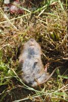 Vole trap 6