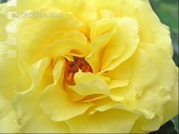 Rose 8