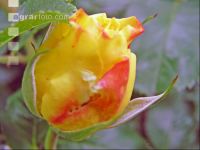 Rose 1