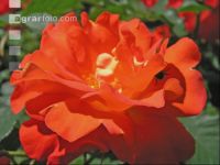 Rose 2