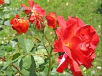 Rose 4