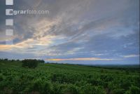 Vineyard sunset