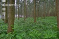 Fichtenwald 7