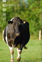 Holstein Weide 99