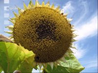 SoBlumen mexen 5