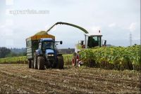 SoBlumen mexen 13
