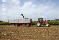 SoBlumen mexen 16