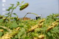 SoBlumen mexen 21
