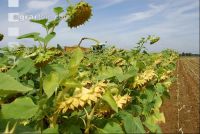 SoBlumen mexen 22
