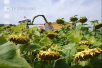 SoBlumen mexen 24