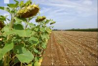 SoBlumen mexen 26
