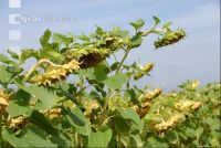 SoBlumen mexen 30