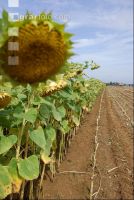 SoBlumen mexen 32
