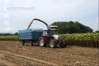 SoBlumen mexen 36