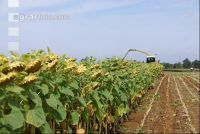 SoBlumen mexen 41