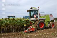SoBlumen mexen 42