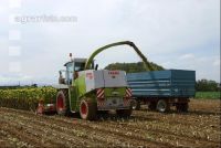 SoBlumen mexen 43
