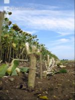 SoBlumen mexen 44