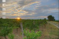 Sunset vineyard 