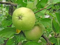Apfel 7
