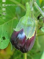 Aubergine 8