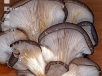 Austernpilz 1