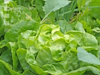 Kopfsalat 3