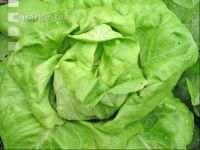 Kopfsalat 2