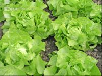 Kopfsalat 1