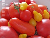 Tomatenvielfalt 2
