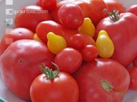 Tomatenvielfalt 1