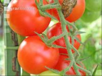 Tomate 5