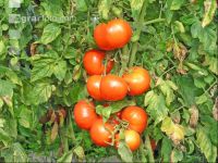 Tomate 4