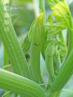 Zucchini 6