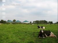 Holstein Weide 38