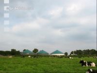 Holstein Weide 39