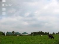 Holstein Weide 40
