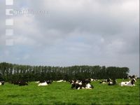 Holstein Weide 37