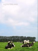 Holstein Weide 36