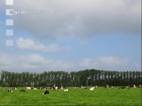 Holstein Weide 33