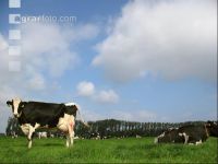 Holstein Weide 32