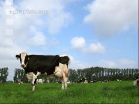 Holstein Weide 31