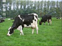 Holstein Weide 30