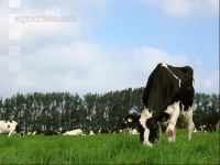 Holstein Weide 27