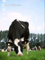 Holstein Weide 26