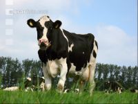 Holstein Weide 25