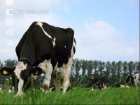 Holstein Weide 24